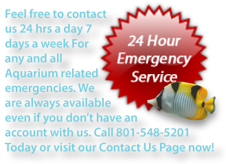 Contact us immediately if you are having an aquarium related emergency. 